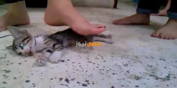 فيديو تعذيب القطة
