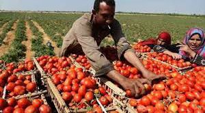 الطماطم هترخص امتى و سعر كيلو الطماطم، شعبة الخضراوات توضح موعد انخفاض أسعار الطماطم