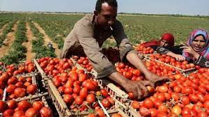 الطماطم هترخص امتى و سعر كيلو الطماطم، شعبة الخضراوات توضح موعد انخفاض أسعار الطماطم