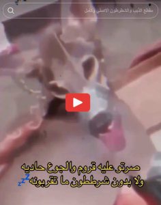 مقطع الذيب والشطرطون تويتر